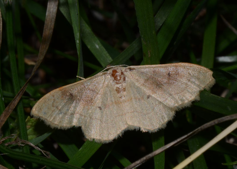 Geometridae Idaea rubraria ?